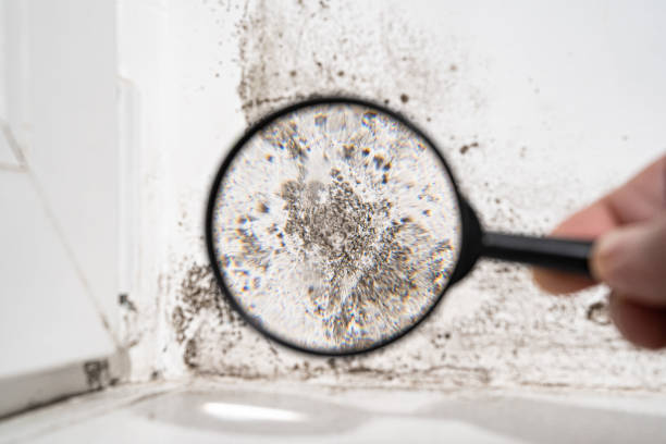 Mold Odor Removal Services in Pasadena, MD